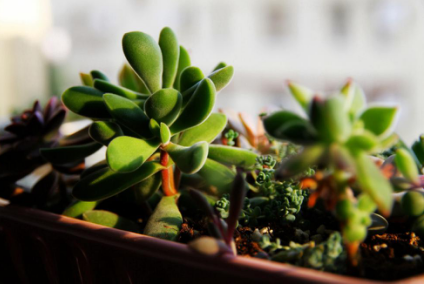 新房裝修過后，這樣去甲醛最有效！